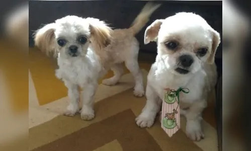 
							Família procura dois cachorrinhos que desapareceram em Apucarana
						
						
