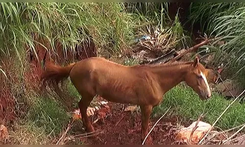 Cavalo enroscado em arame farpado mobiliza equipe dos Bombeiros em Apucarana