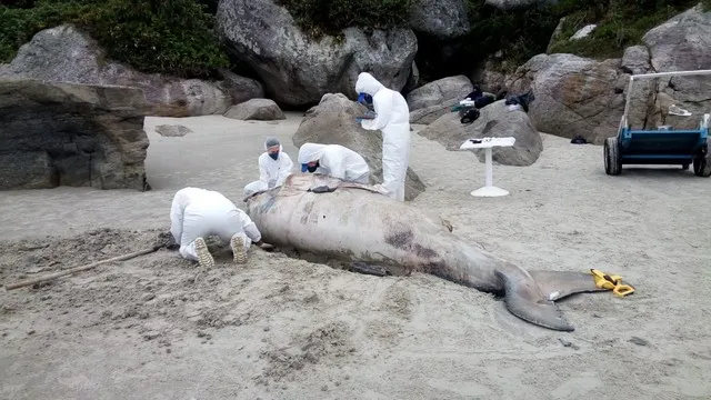 Baleia foi encontrada já sem vida na manhã desta quarta-ferira. (FOTO - reprodução)