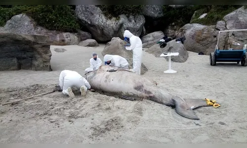   Baleia Jubarte é encontrada morta na Ilha do Mel