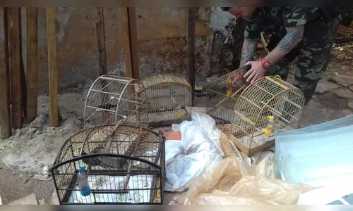Polícia Ambiental resgata aves silvestres em cativeiro