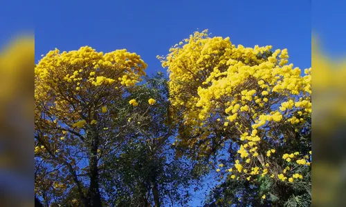 Florada dos ipês começa a embelezar ruas de Apucarana