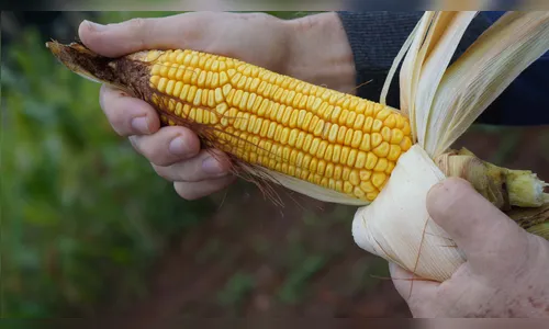 Agricultores e comerciantes denunciam empresa de Mauá da Serra por aplicar golpe pela internet