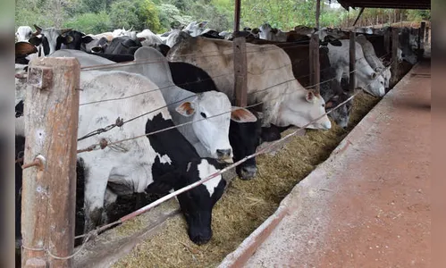 Baixos preços do boi gordo desestimulam pecuaristas
