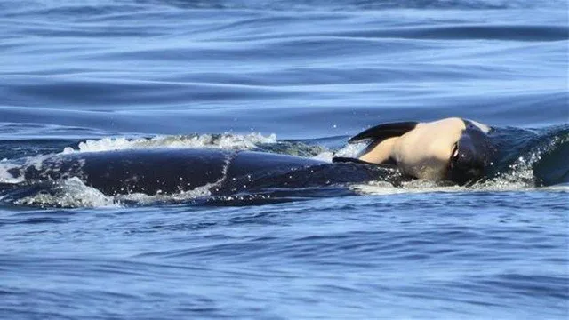 Orca carrega filhote morto pela Costa Oeste dos EUA Foto: AP