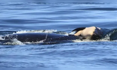 Orca carrega o cadáver de seu filhote há 16 dias