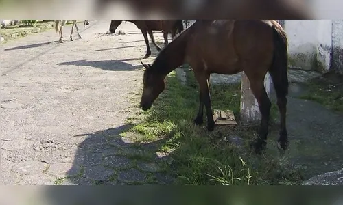 Perigo: cavalos soltos preocupam moradores em Apucarana