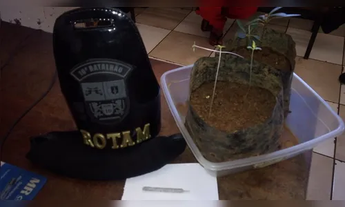 Jovem é preso com baseado e mudas de maconha em Apucarana 