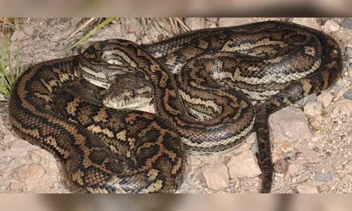 Cobras gigantes invadem rua; veja vídeo