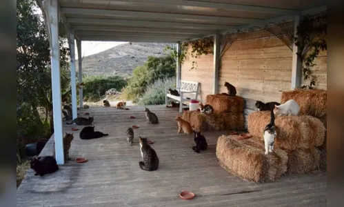 Abrigo para gatos em ilha deslumbrante procura cuidador com remuneração, casa com jardim e todas as despesas pagas