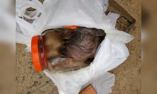 Polícia encontra cães dentro de potes de vidro em casa abandonada  