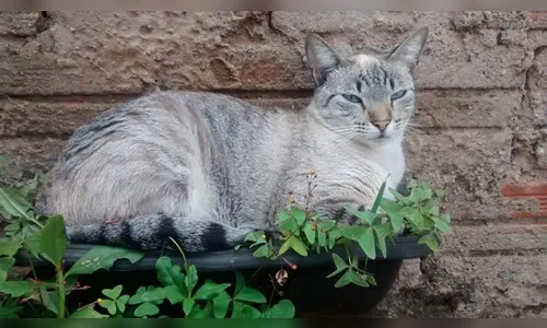 Dona procura gata de estimação desaparecida em Apucarana