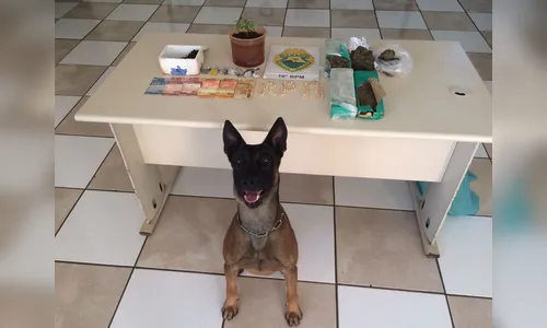 Homem é preso com mais de 3 kg de maconha e crack em Apucarana