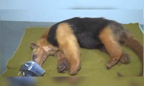 Tamanduá-mirim é resgatado após atropelamento 