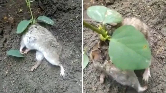 Rato é encontrado com pé de soja enraizado nas costas na Índia - veja video
