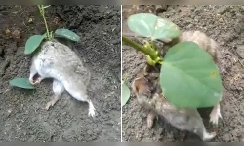 Rato é encontrado com pé de soja enraizado nas costas na Índia - veja video