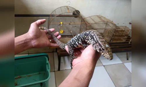 Polícia Ambiental resgata lagarto, cobra, coruja e macaco em cativeiro