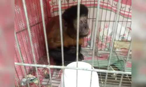 
							Polícia Ambiental resgata lagarto, cobra, coruja e macaco em cativeiro
						
						