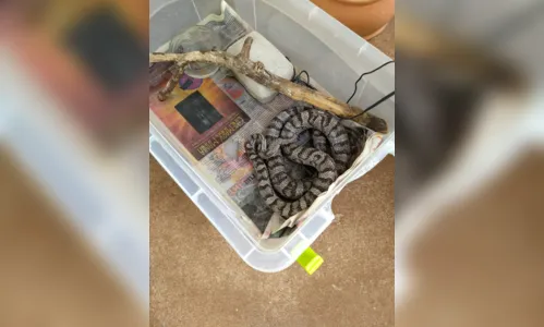 
							Polícia Ambiental resgata lagarto, cobra, coruja e macaco em cativeiro
						
						