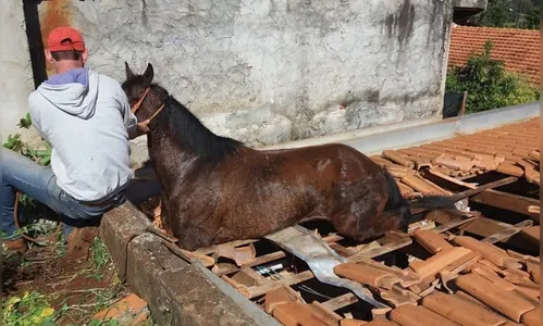 Corpo de Bombeiros se mobiliza para salvar cavalo entalado em telhado de casa