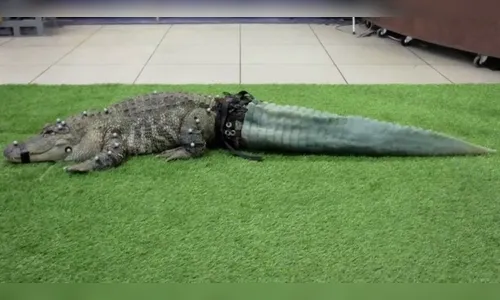 Jacaré ganha nova cauda após perder a sua por causa de caçadores ilegais