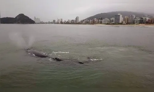 Baleias são vistas próximo à costa no mar de Matinhos