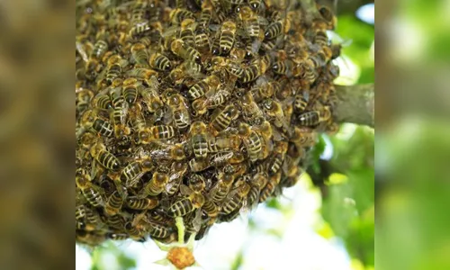 Homem morre após ser atacado por abelhas