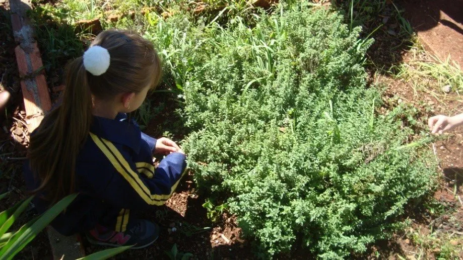 Escola desenvolve projeto que aborda estudo de ervas aromáticas