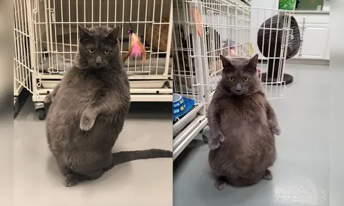 Gato acima do peso posto para adoção nos EUA viraliza na Web 