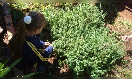 Escola desenvolve projeto que aborda estudo de ervas aromáticas