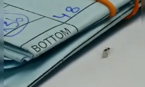 Formiguinha larápia é flagrada roubando diamante em joalheria; veja vídeo