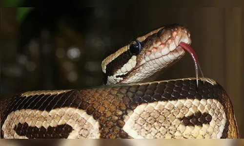 Pai salva filha bebê de ser engolida por cobra píton gigante