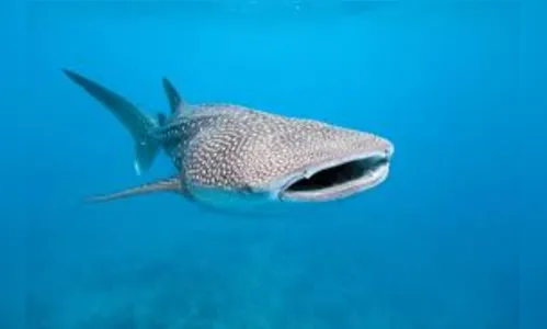 Mergulhador é detido após cavalgar em tubarão-baleia, assista 