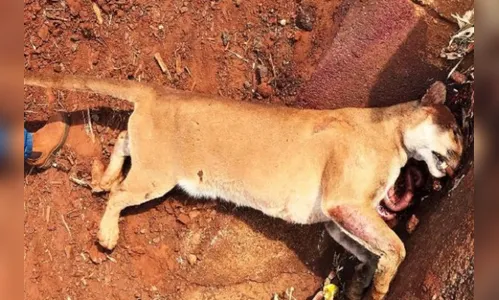 Onça parda morre atropelada em rodovia no Paraná