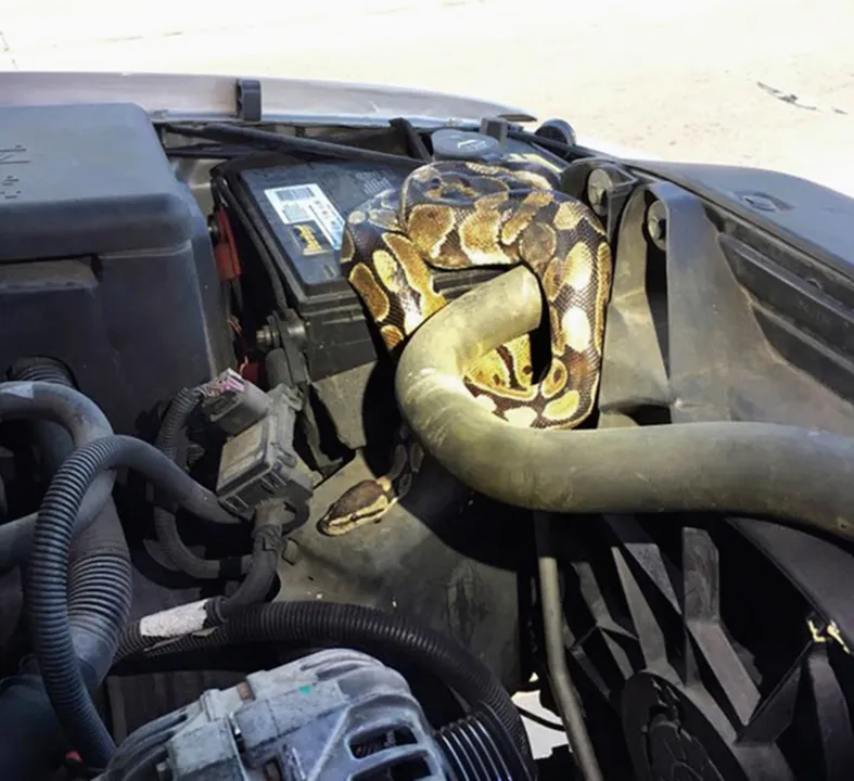 Cobra danificou motor do carro - Foto: Omro Police Department via AP