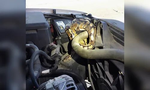 Cobra é retirada de motor de carro e dono da serpente acaba multado