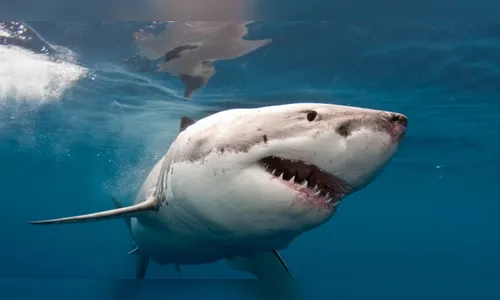 Fotógrafo fica cara a cara com gigantesco tubarão-branco; veja vídeo em 360