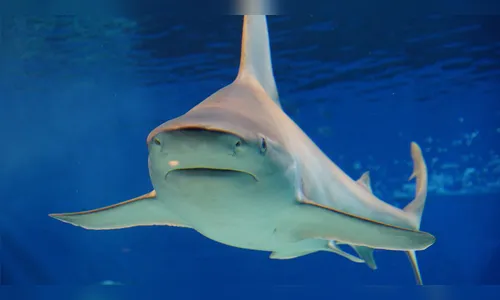 Americano é infectado por bactéria 'carnívora' após mordida de tubarão