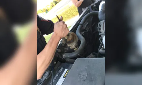 
							Cobra é retirada de motor de carro e dono da serpente acaba multado
						
						