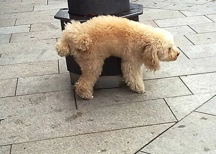 Saiba por que os cachorros arranham o chão depois de fazer xixi