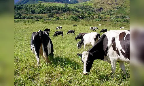 MP multa proprietário rural que expôs rebanho ao risco de contrair a 