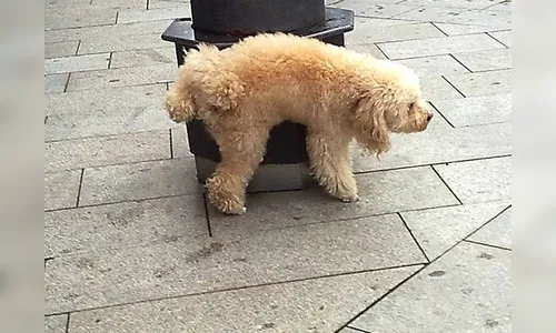 Saiba porque os cachorros arranham o chão depois de fazer xixi