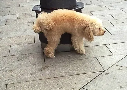 Saiba por que os cachorros arranham o chão depois de fazer xixi