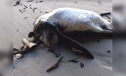 Pinguins são encontrados mortos na Ilha do Mel