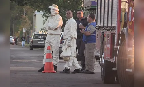 Oito pessoas ficam feridas após ataque de abelhas em escola de Sarandi