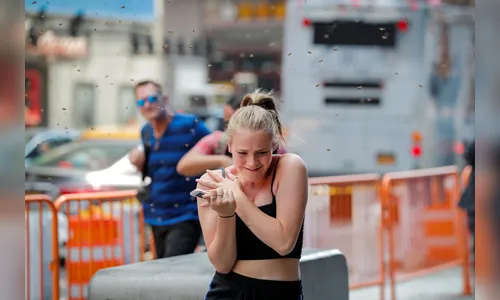 Milhares de abelhas fromam colmeia em barraca de cachorro-quente; veja vídeo