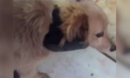 Usuário de tornozeleira retira equipamento e coloca em cachorro