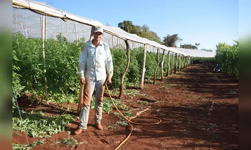 Plantio de tomate de estufa cresce 33% na região