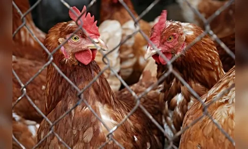 Galinheiro era usado para esconder 200 quilos de crack, cocaína e maconha