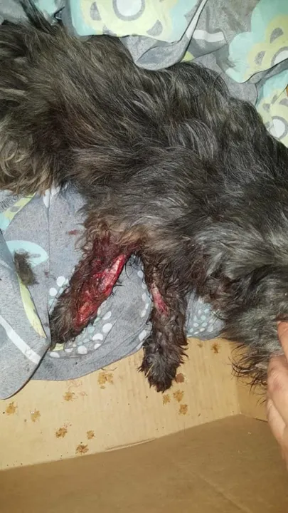 ONG salva cachorrinha atropelada e pede ajuda para custear gastos